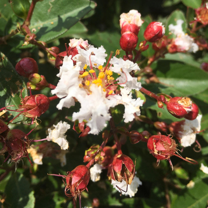 Lagerstroemia 'G18147' ~ GreatMyrtle™ French Vanilla Crape Myrtle-ServeScape