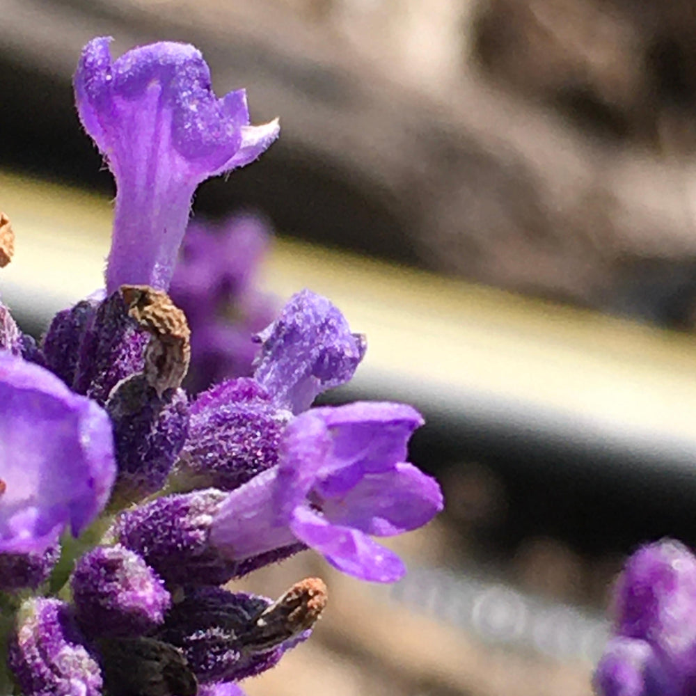 Lavandula stoechas 'La Diva Eternal Elegance' ~ La Diva Eternal Elegance Lavender-ServeScape