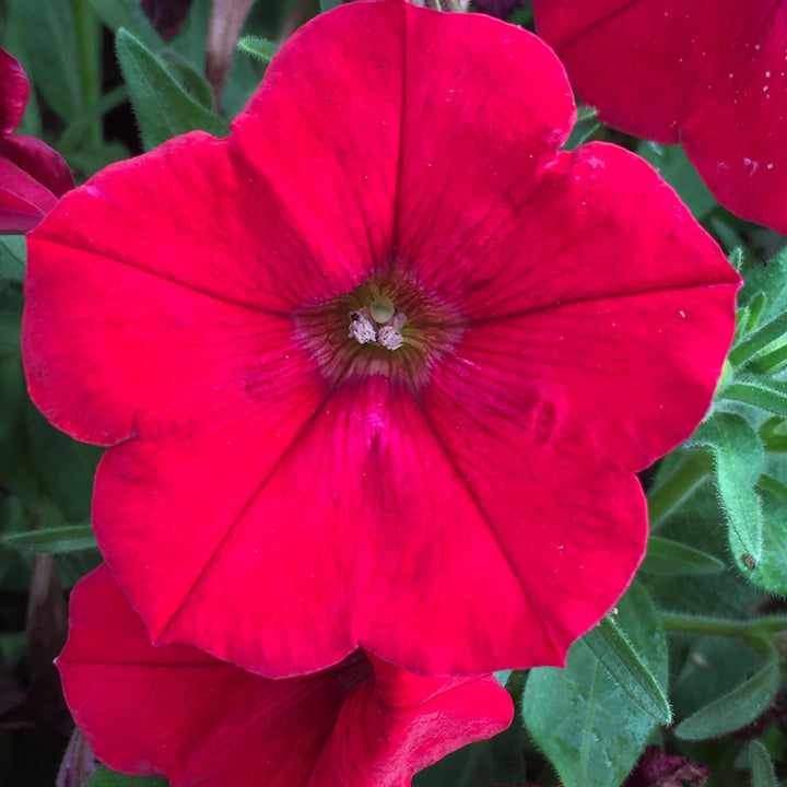 Petunia hybrid 'Balcanned’ ~ Cannonball™ Red Petunia-ServeScape