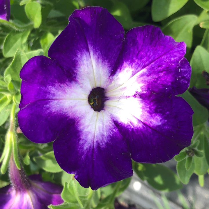 Petunia hybrid 'Wespercrabefra’ ~ Crazytunia® Berry Frappe Petunia-ServeScape
