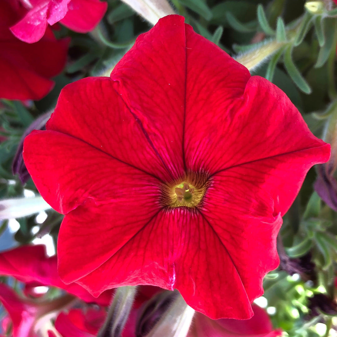 Petunia x 'KLEPH24743' ~ Headliner™ Red Petunia-ServeScape