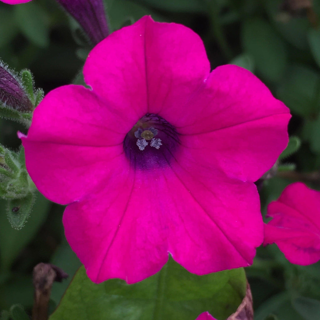Petunia x ' Itsy Magenta' ~ Itsy™ Magenta Petunia-ServeScape