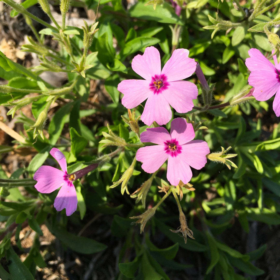 Phlox hybrid 'Woodlander Lilac' ~ Woodlander Lilac Phlox-ServeScape