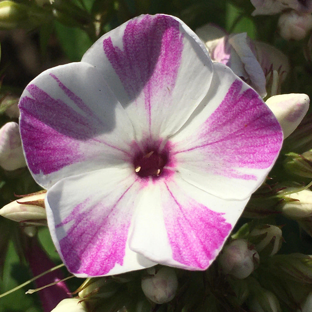 Phlox 'Lilac Star' ~ Flame® Lilac Star Garden Phlox-ServeScape