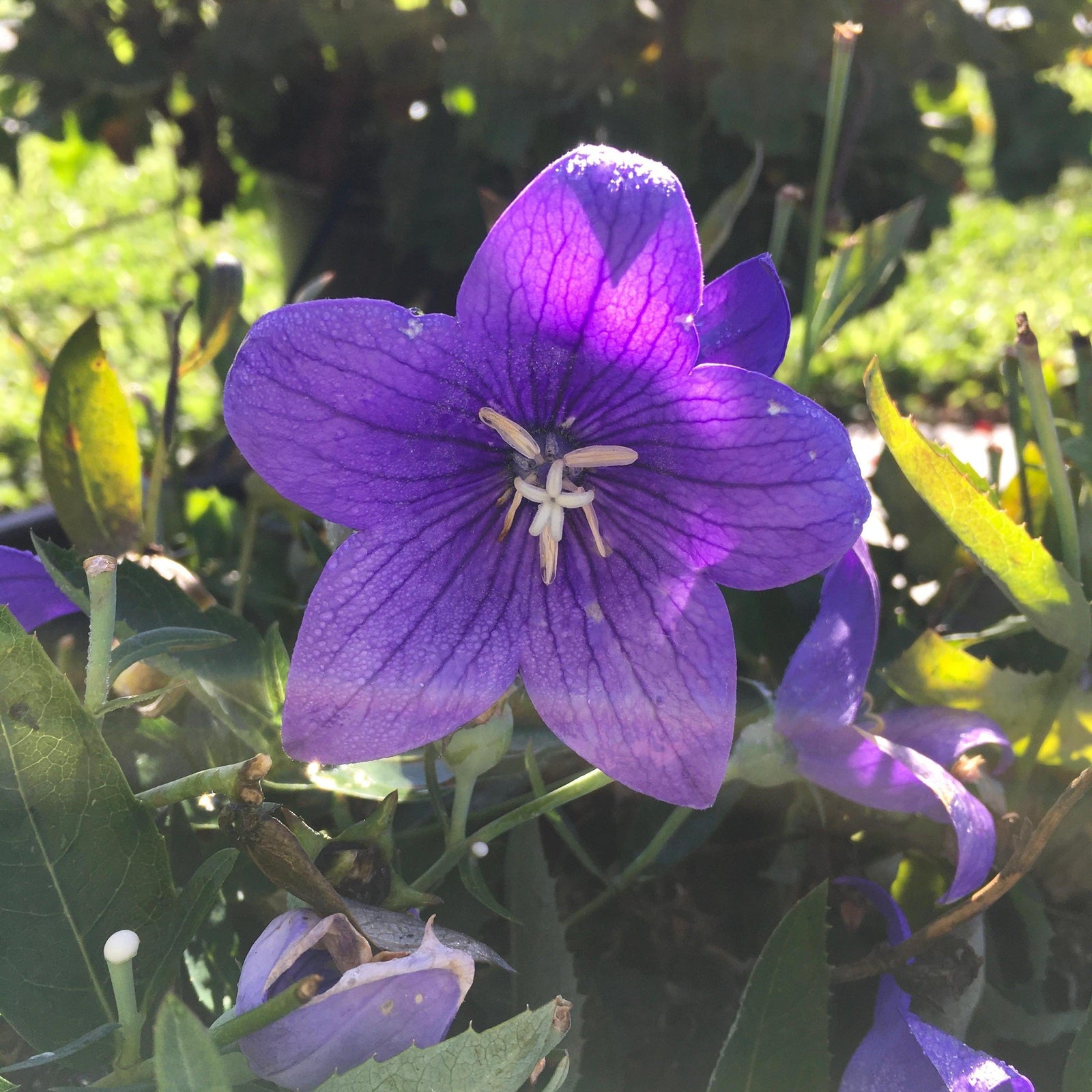 Platycodon grandiflorus 'Pop Star Blue' ~ Pop Star™ Blue Balloon Flower-ServeScape