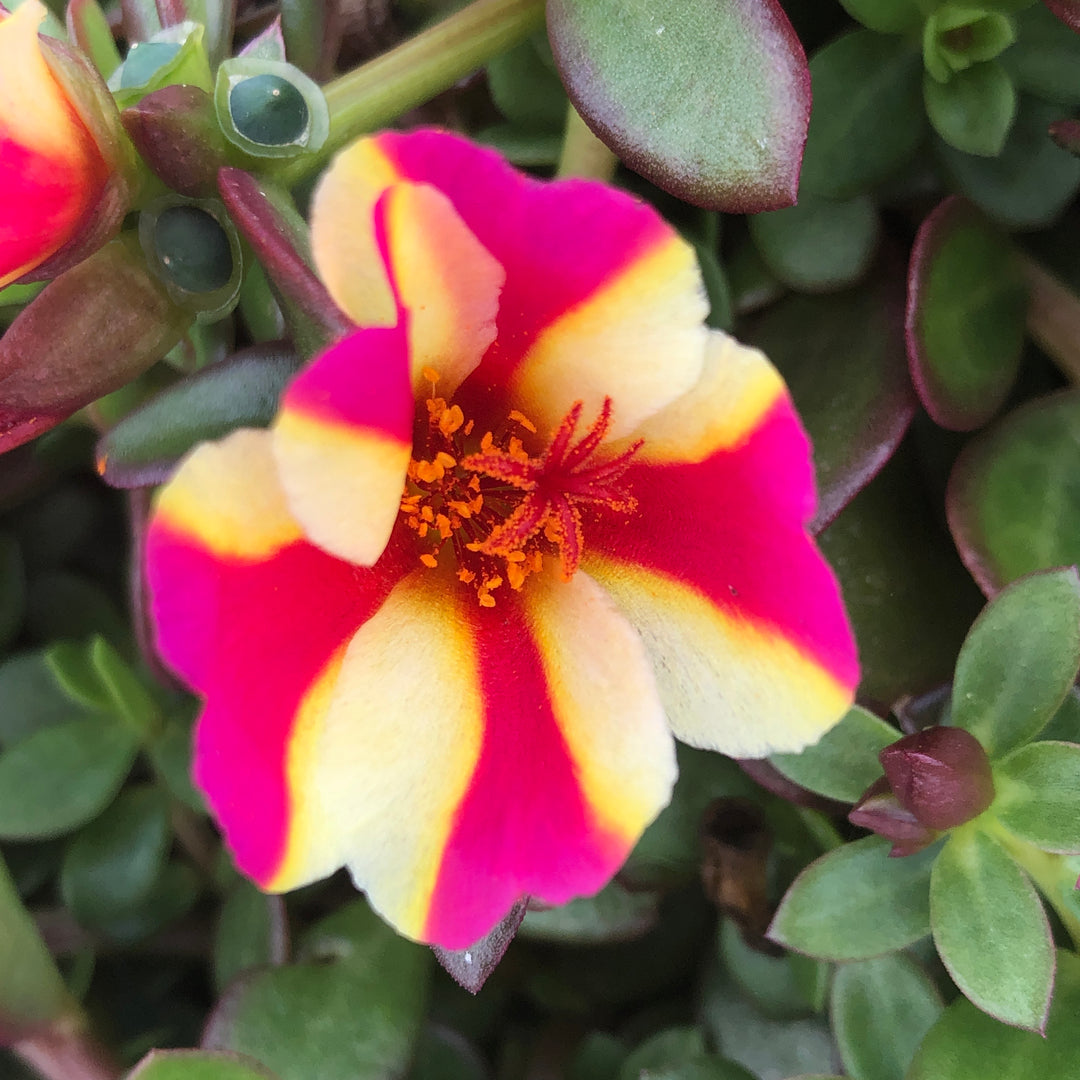 Portulaca oleracea 'Wesposegwapuimp' ~ ColorBlast™ Watermelon Punch Purslane-ServeScape
