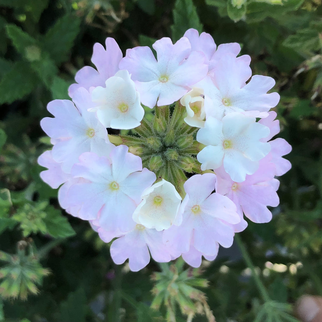 Verbena peruviana 'Balendish' PP25839 ~ EnduraScape™ White Blush Verbena-ServeScape