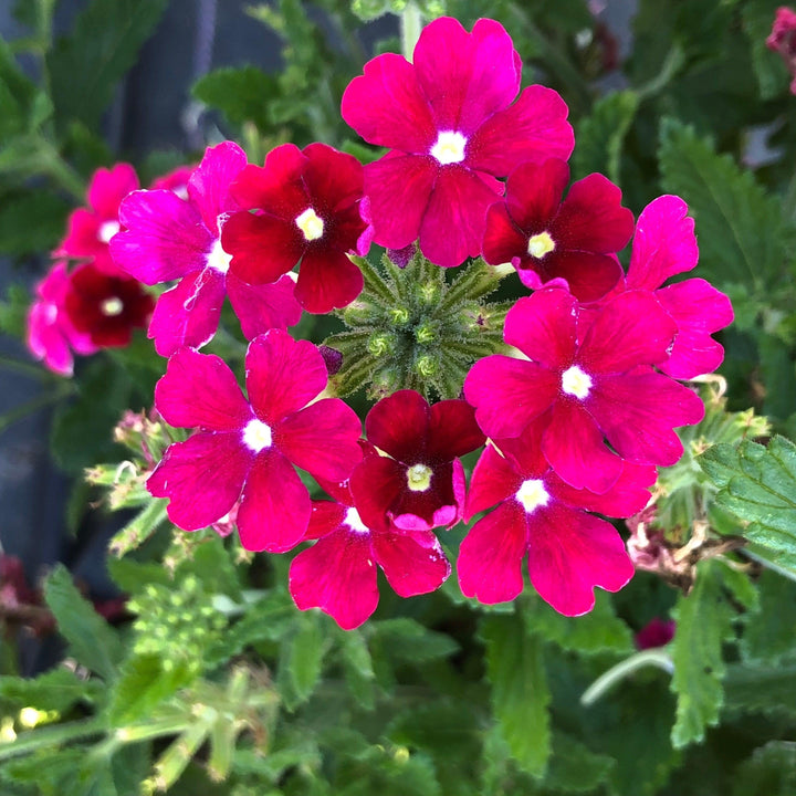 Verbena x hybrida 'Balfireburgim' ~ Firehouse™ Burgundy Verbena-ServeScape