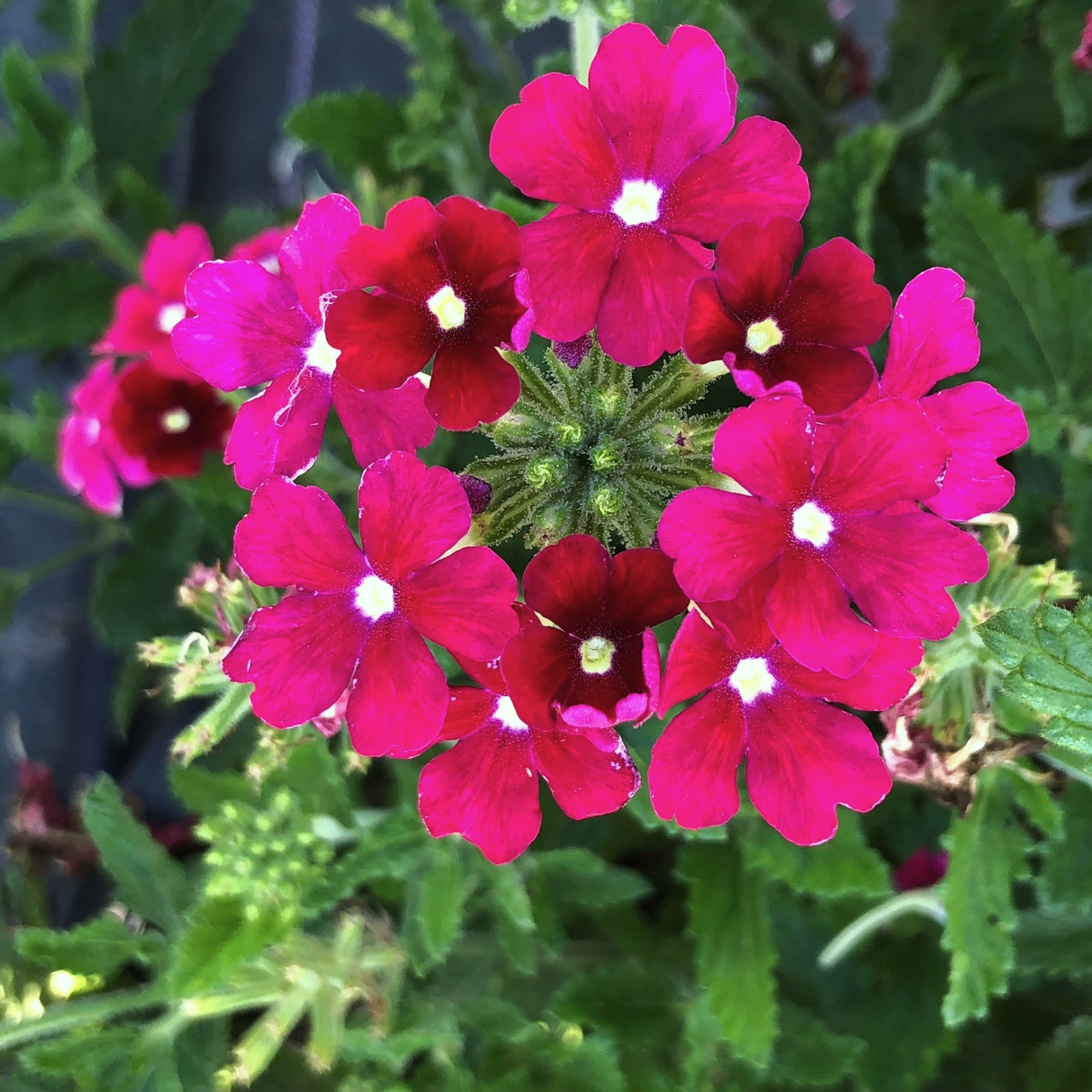 Verbena x hybrida 'Balfireburgim' ~ Monrovia® Firehouse™ Burgundy Verbena-ServeScape