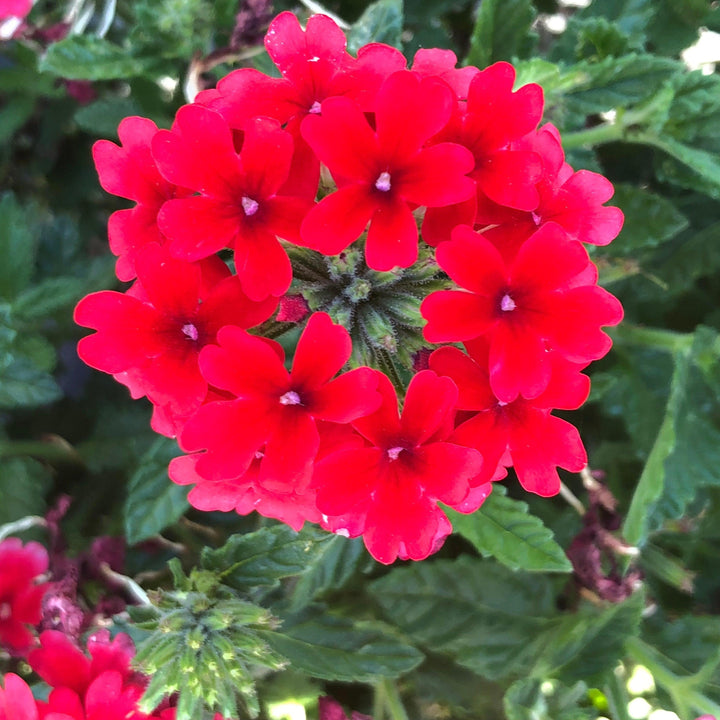 Verbena x hybrida 'Balfired' ~ Firehouse™ Red Verbena-ServeScape