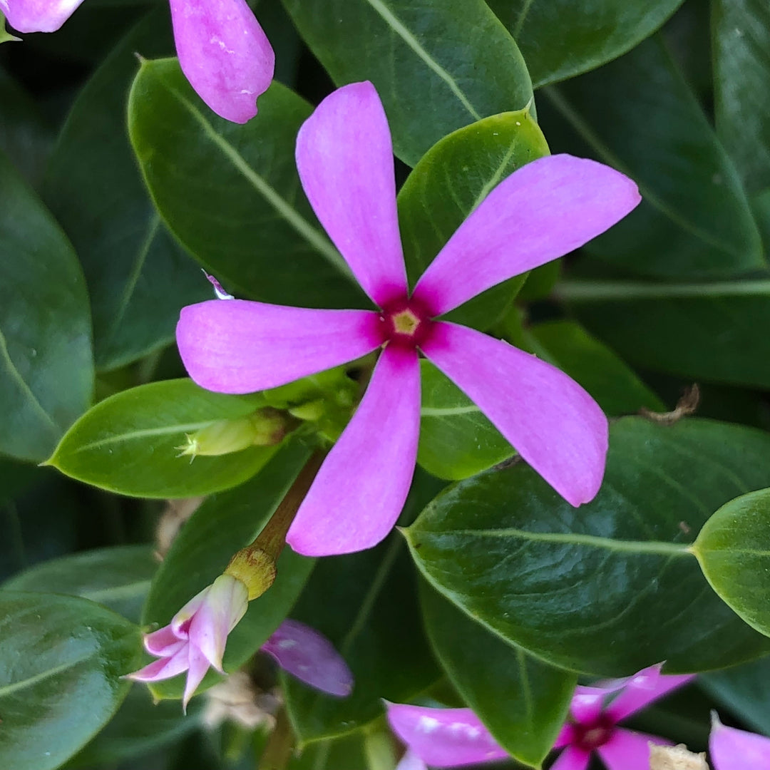 Catharanthus ''SUNCATFE 291' ~ PW® Soiree Kawaii® Light Purple Vinca-ServeScape