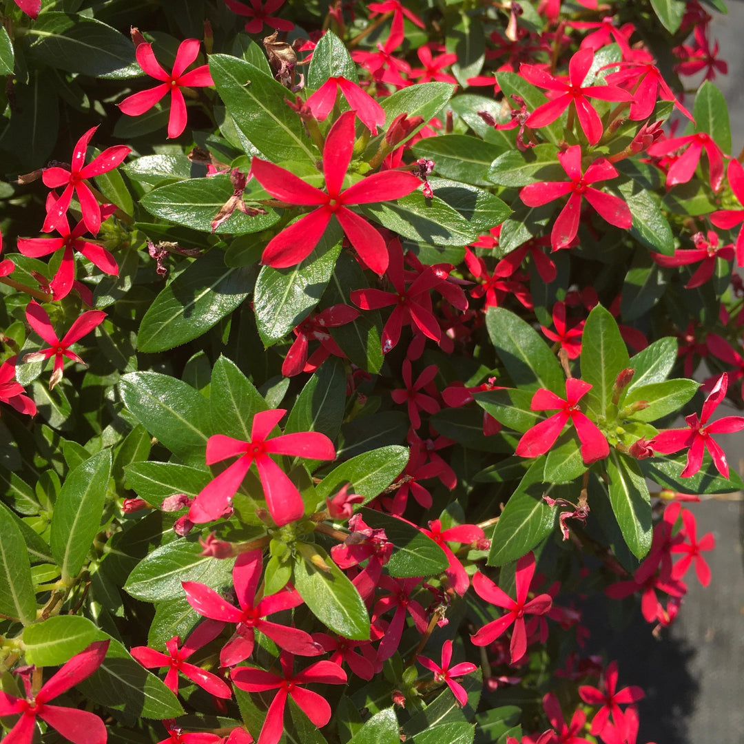 Catharanthus 'Soiree Kawaii Paprika Red' ~ PW® Soiree Kawaii® Paprika Red Vinca-ServeScape