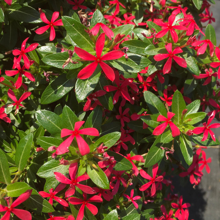 Catharanthus 'Soiree Kawaii Paprika Red' ~ PW® Soiree Kawaii® Paprika Red Vinca-ServeScape