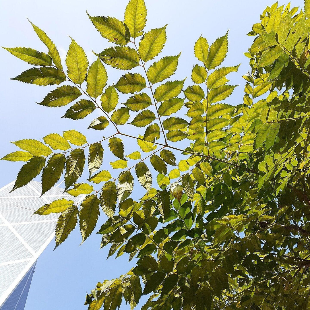 Koelreuteria bipinnata ~ Chinese Flame Tree-ServeScape