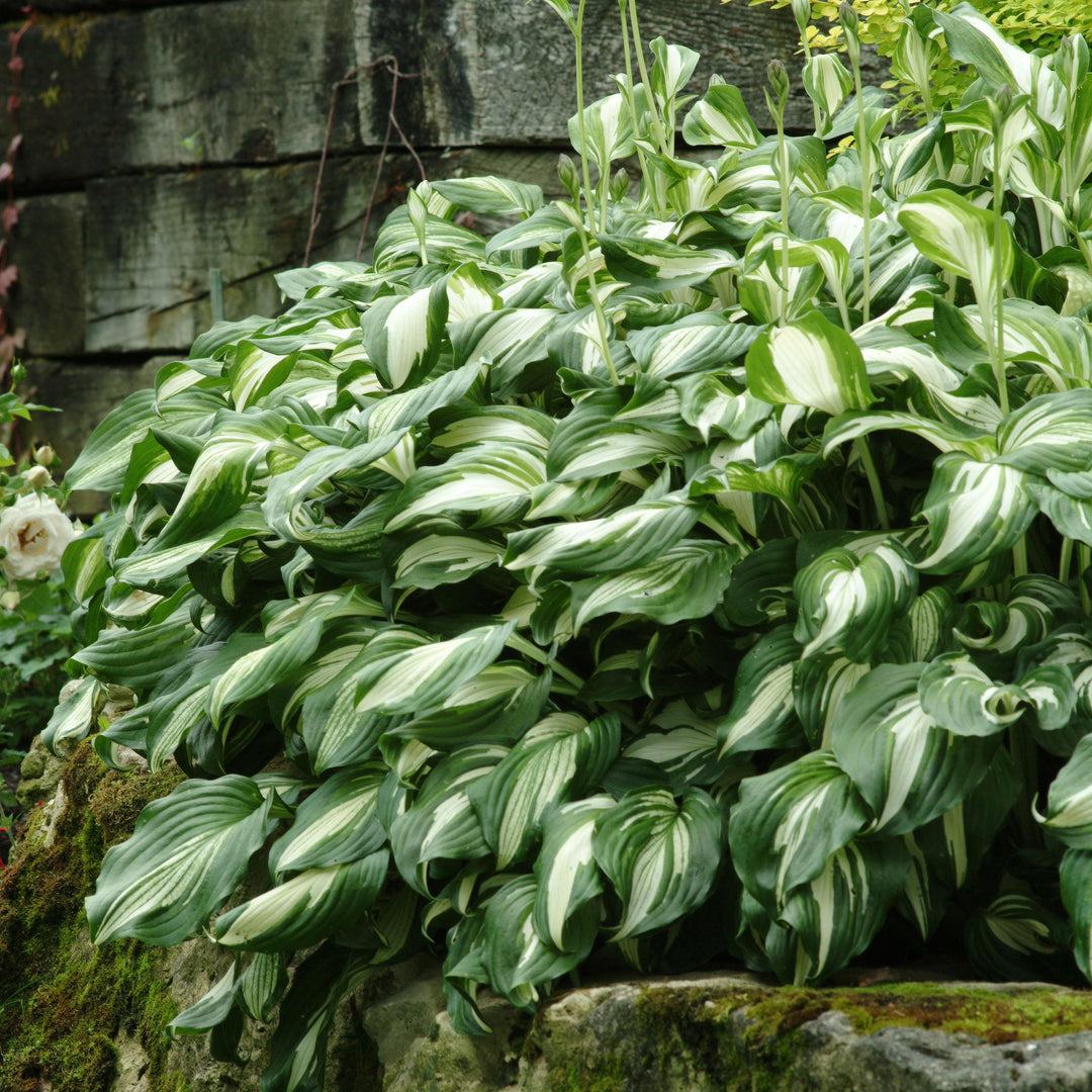Hosta 'Night Before Christmas' ~ Night Before Christmas Hosta-ServeScape