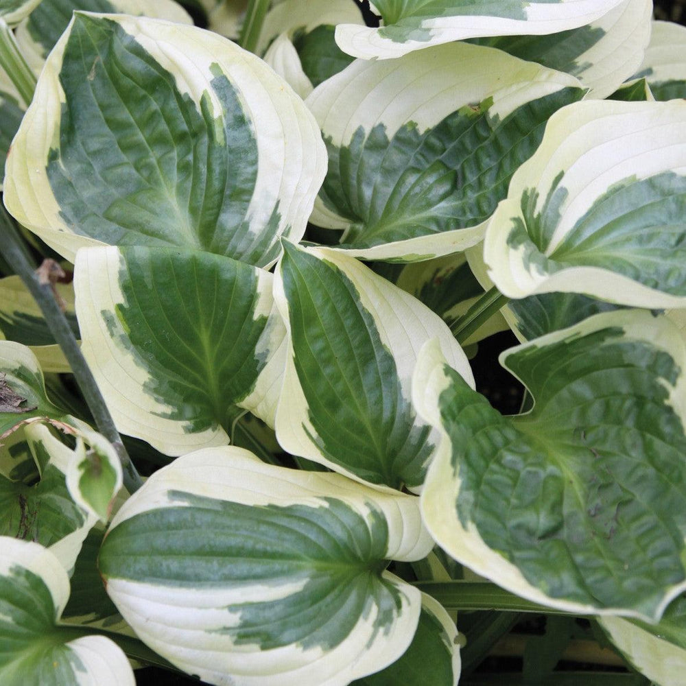 Hosta 'Brim Cup' ~ Brim Cup Hosta-ServeScape