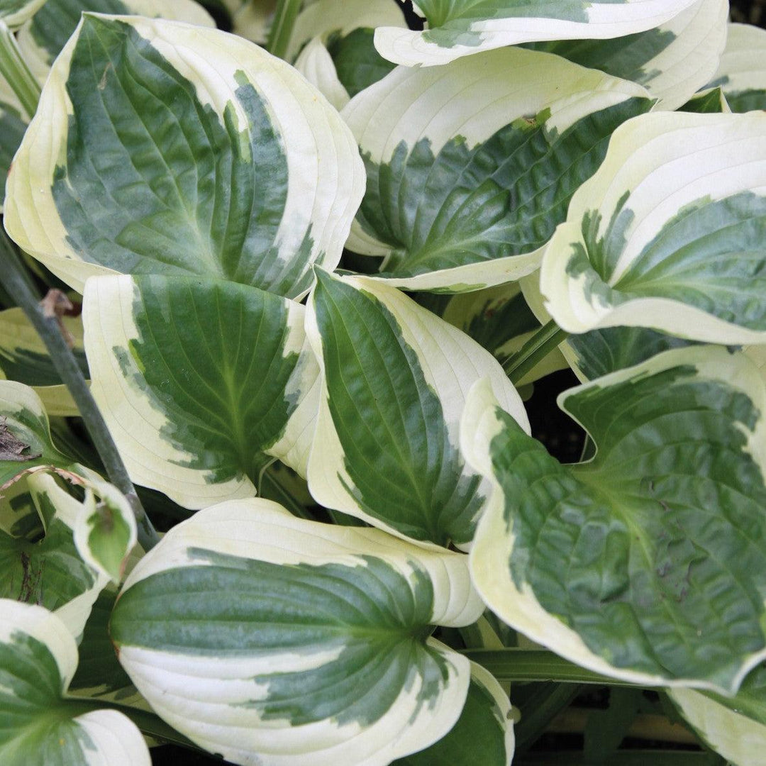 Hosta 'Brim Cup' ~ Brim Cup Hosta-ServeScape