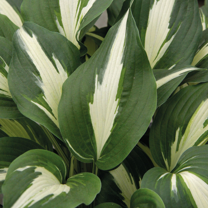 Hosta 'Night Before Christmas' ~ Night Before Christmas Hosta-ServeScape