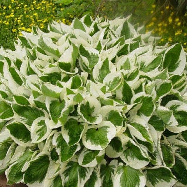 Hosta 'Brim Cup' ~ Brim Cup Hosta-ServeScape
