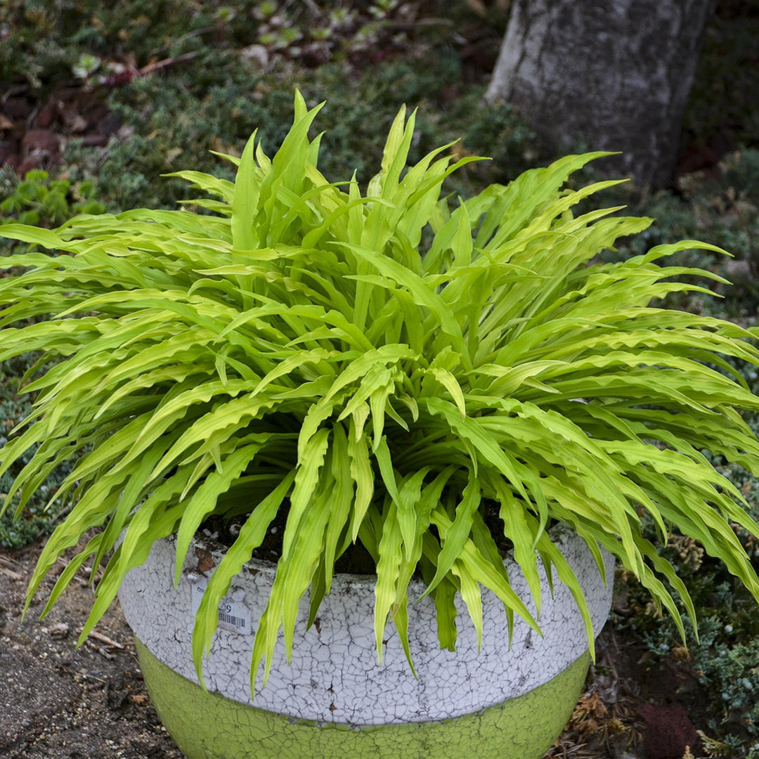 Hosta 'Party Streamers' PP33277 ~ Party Streamers Hosta-ServeScape