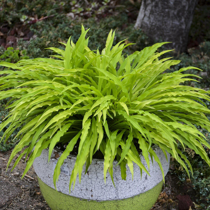 Hosta 'Party Streamers' PP33277 ~ Party Streamers Hosta-ServeScape