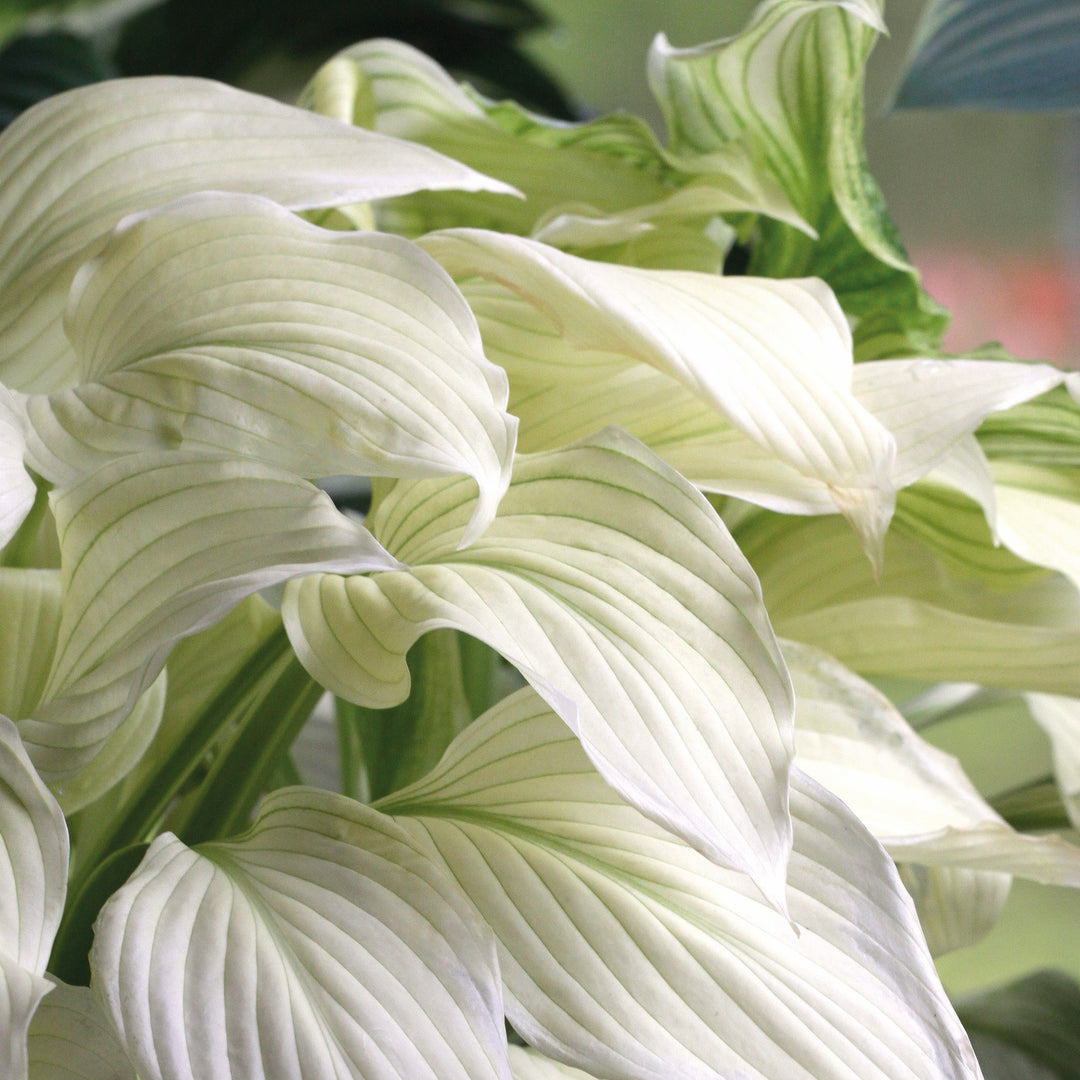 Hosta 'White Feather' ~ White Feather Hosta-ServeScape