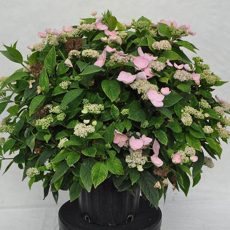 Hydrangea macrophylla 'Game Changer Pink' ~ Game Changer® Pink Hydrangea-ServeScape