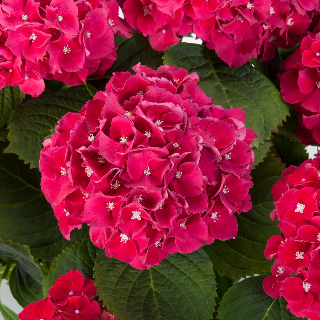 Hydrangea macrophylla 'Hi Fire' ~ Monrovia® Hi™ Fire Hydrangea-ServeScape