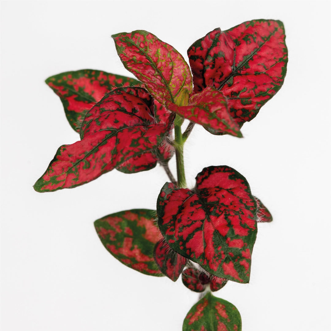 Hypoestes phyllostachya 'Lotty Dotty Red' ~ Lotty Dotty Red Polka Dot-ServeScape