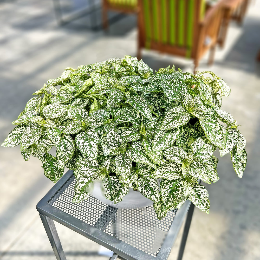 Hypoestes phyllostachya 'Lotty Dotty White' ~ Lotty Dotty White Polka Dot-ServeScape