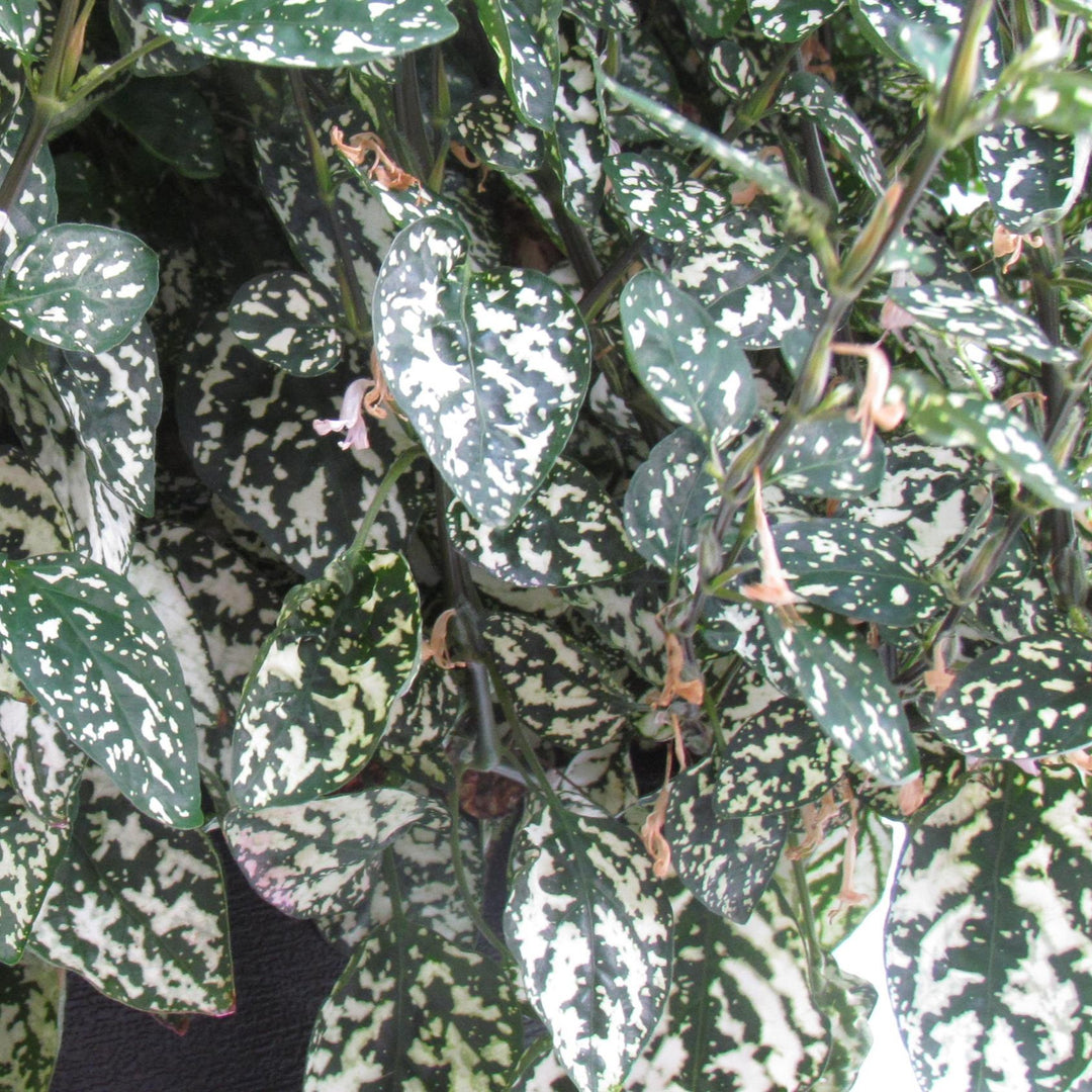 Hypoestes phyllostachya 'White Splash' ~ White Splash Polka Dot Plant-ServeScape