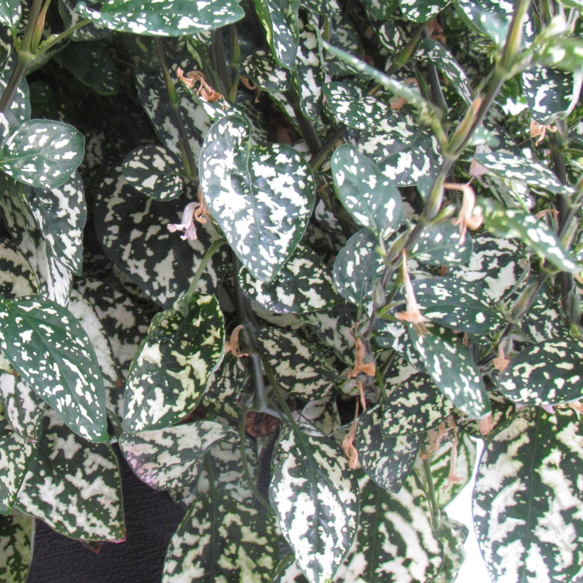 Hypoestes phyllostachya 'White Splash' ~ White Splash Polka Dot Plant-ServeScape