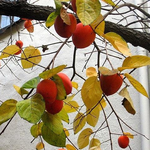 Diospyros kaki 'Hachiya' ~ Hachiya Persimmon-ServeScape