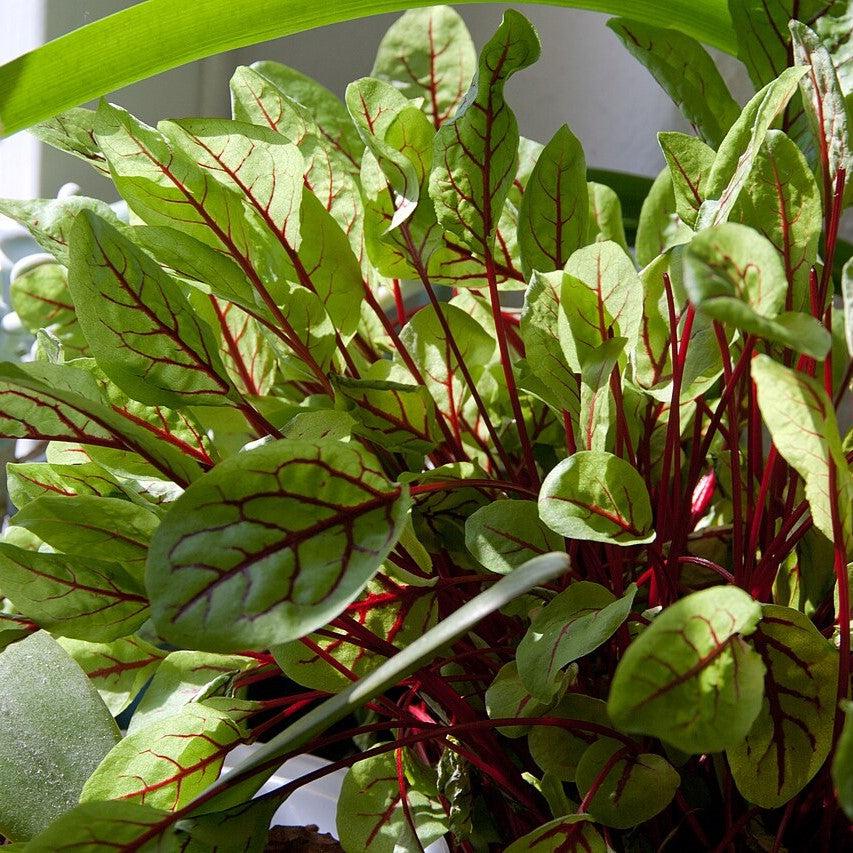 Rumex sanguineus ~ Bloody Sorrel-ServeScape