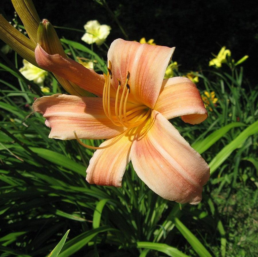 Hemerocallis 'Hall's Pink' ~ Hall's Pink Daylily-ServeScape