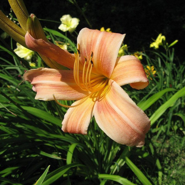 Hemerocallis 'Hall's Pink' ~ Hall's Pink Daylily-ServeScape