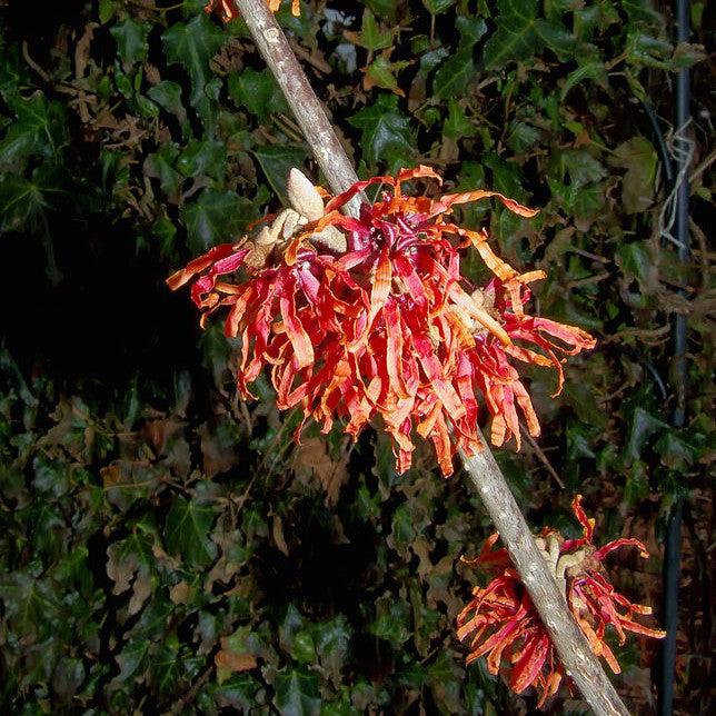 Hamamelis x intermedia 'Diane' ~ Diane Witch Hazel-ServeScape