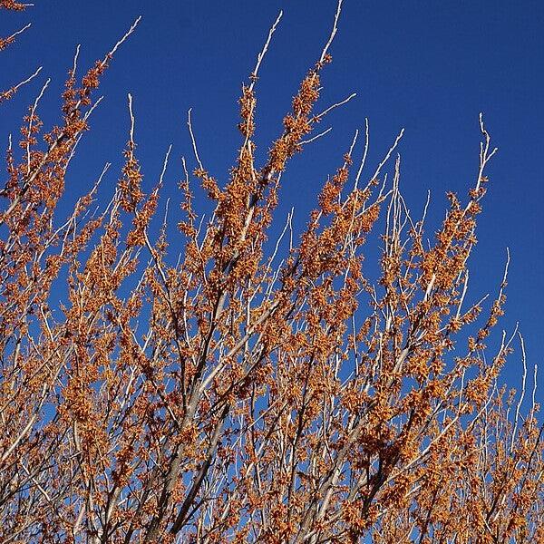 Hamamelis vernalis ~ Ozark Witch Hazel-ServeScape