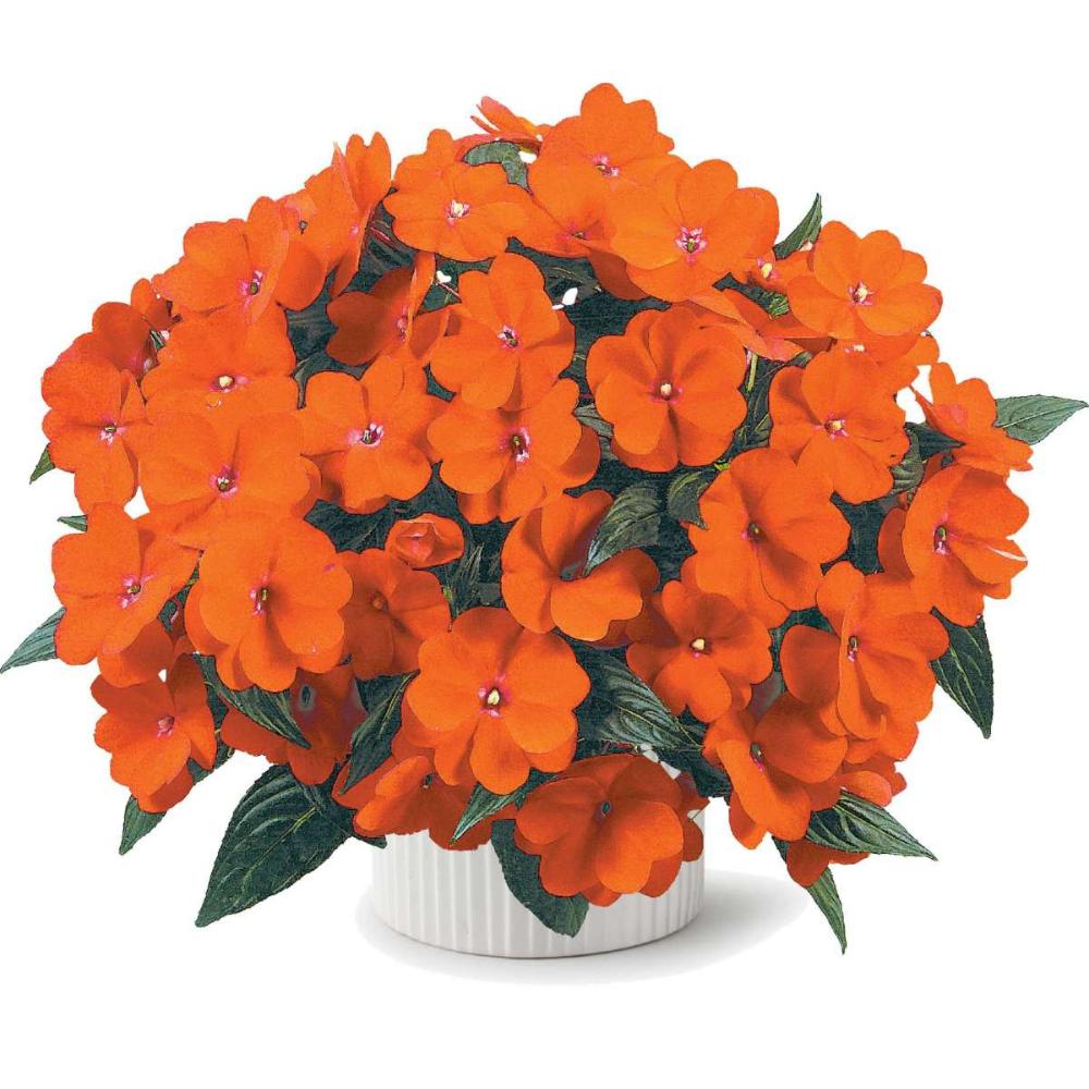 Impatiens hawkeri 'Harmony Orange Blaze' ~ Harmony® Orange Blaze New Guinea Impatiens-ServeScape