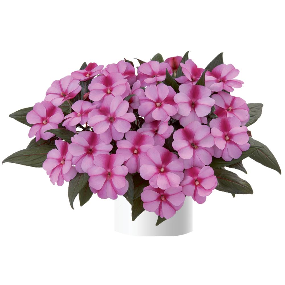 Impatiens hawkeri 'Harmony Purple Cream' ~ Harmony® Purple Cream New Guinea Impatiens-ServeScape