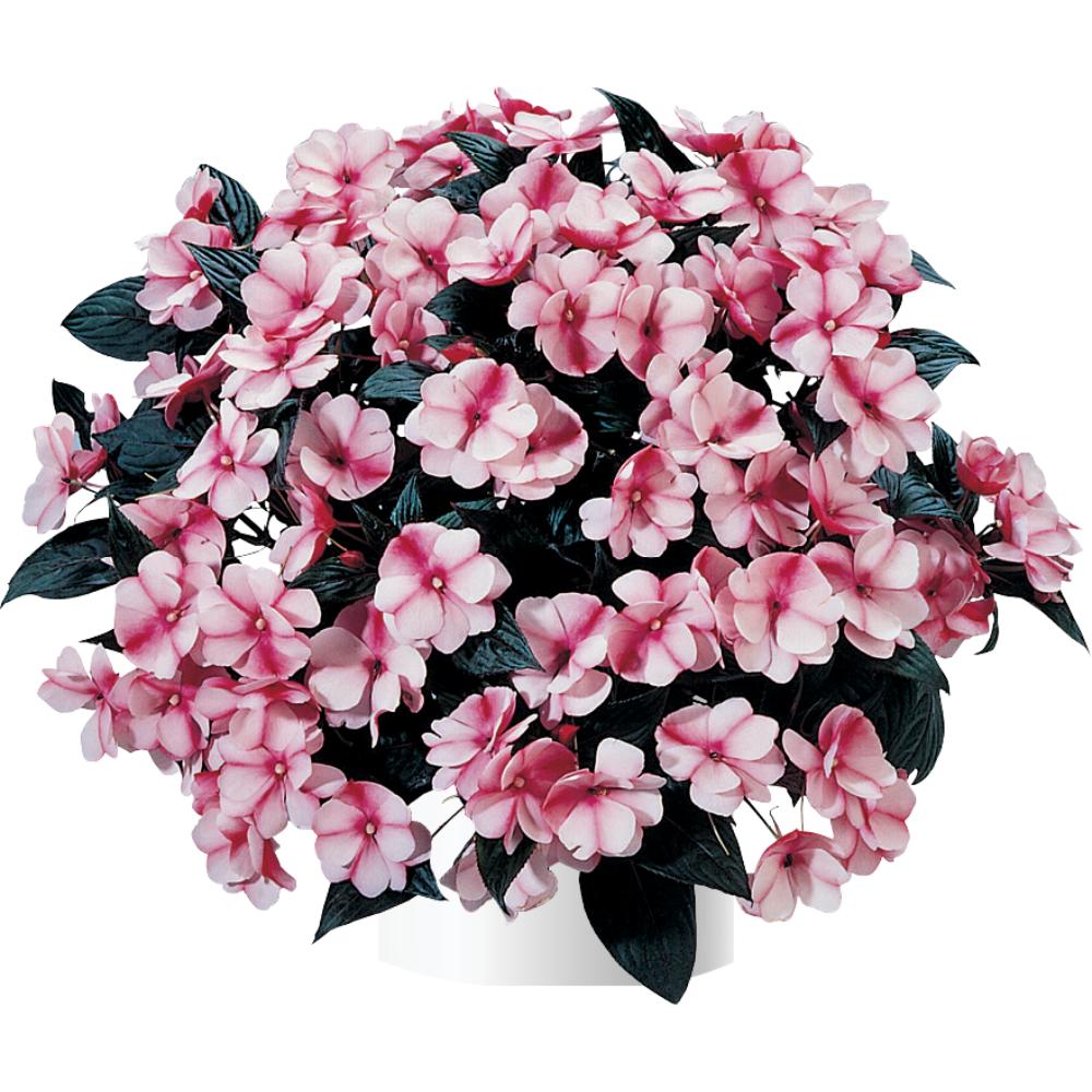 Impatiens hawkeri 'Harmony Raspberry Cream' ~ Harmony® Raspberry Cream New Guinea Impatiens-ServeScape