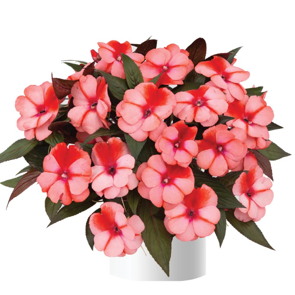 Impatiens hawkeri 'Harmony Salmon Cream' ~ Harmony® Salmon Cream New Guinea Impatiens-ServeScape