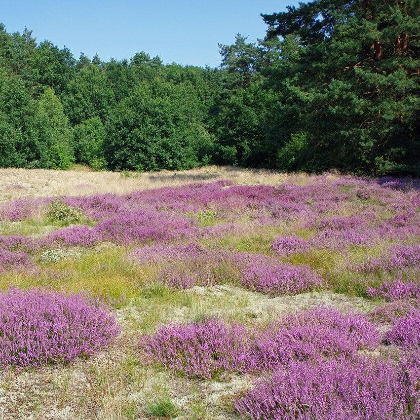 Calluna vulgaris ~ Scotch Heather-ServeScape