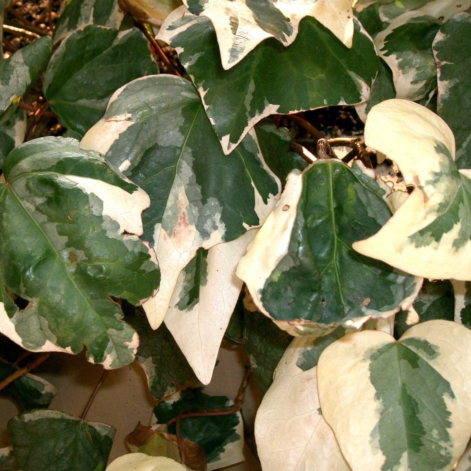 Hedera canariensis 'Variegata' ~ Variegated Algerian Ivy-ServeScape