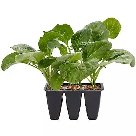 Assorted Vegetables ~ Cool Season Vegetables (1.2qt 6-pack )