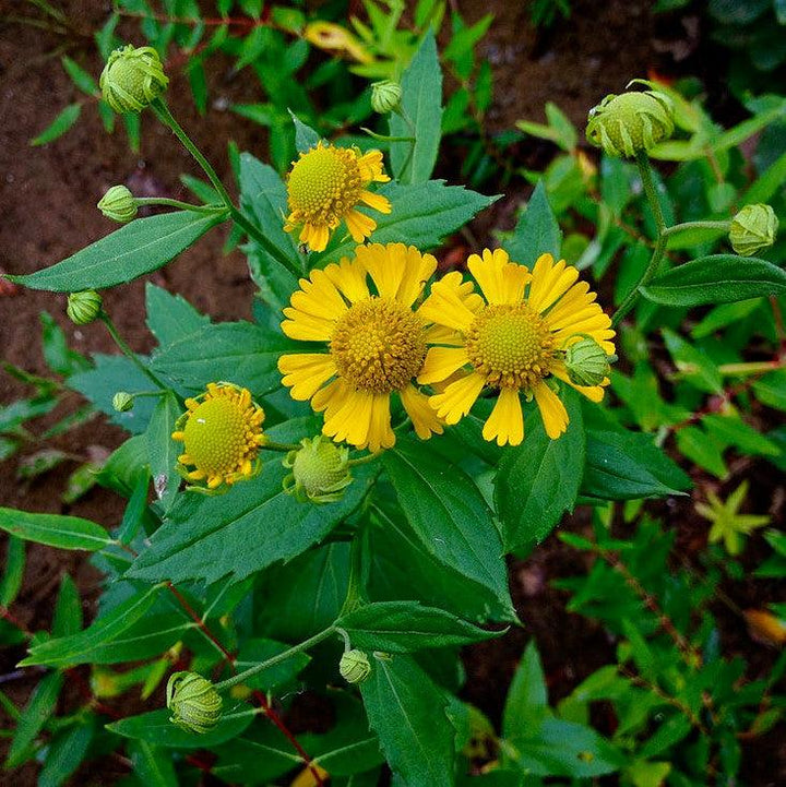 Helenium autumnale 'HayDay Yellow' ~ HayDay™ Yellow Sneezeweed-ServeScape