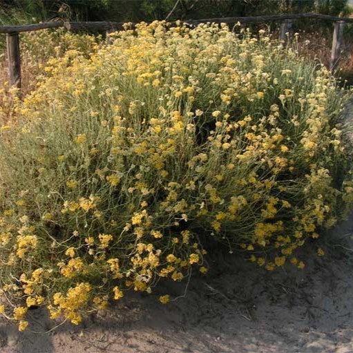 Helichrysum italicum ~ Curry Plant-ServeScape