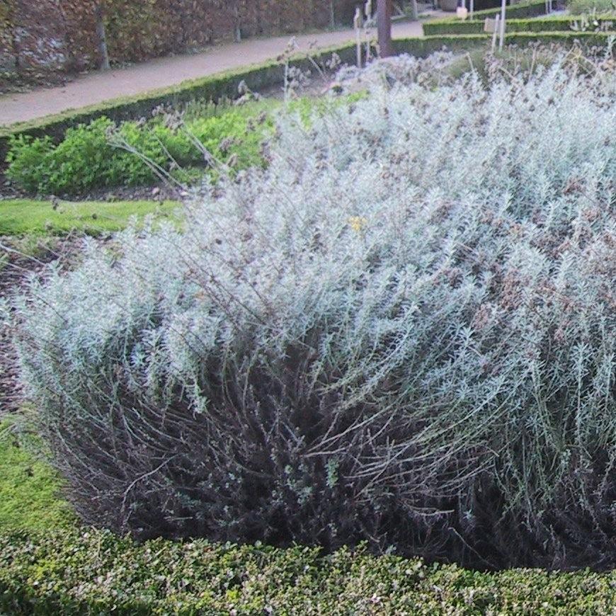 Helichrysum italicum ~ Curry Plant-ServeScape