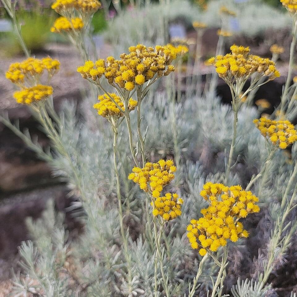 Helichrysum italicum ~ Curry Plant-ServeScape
