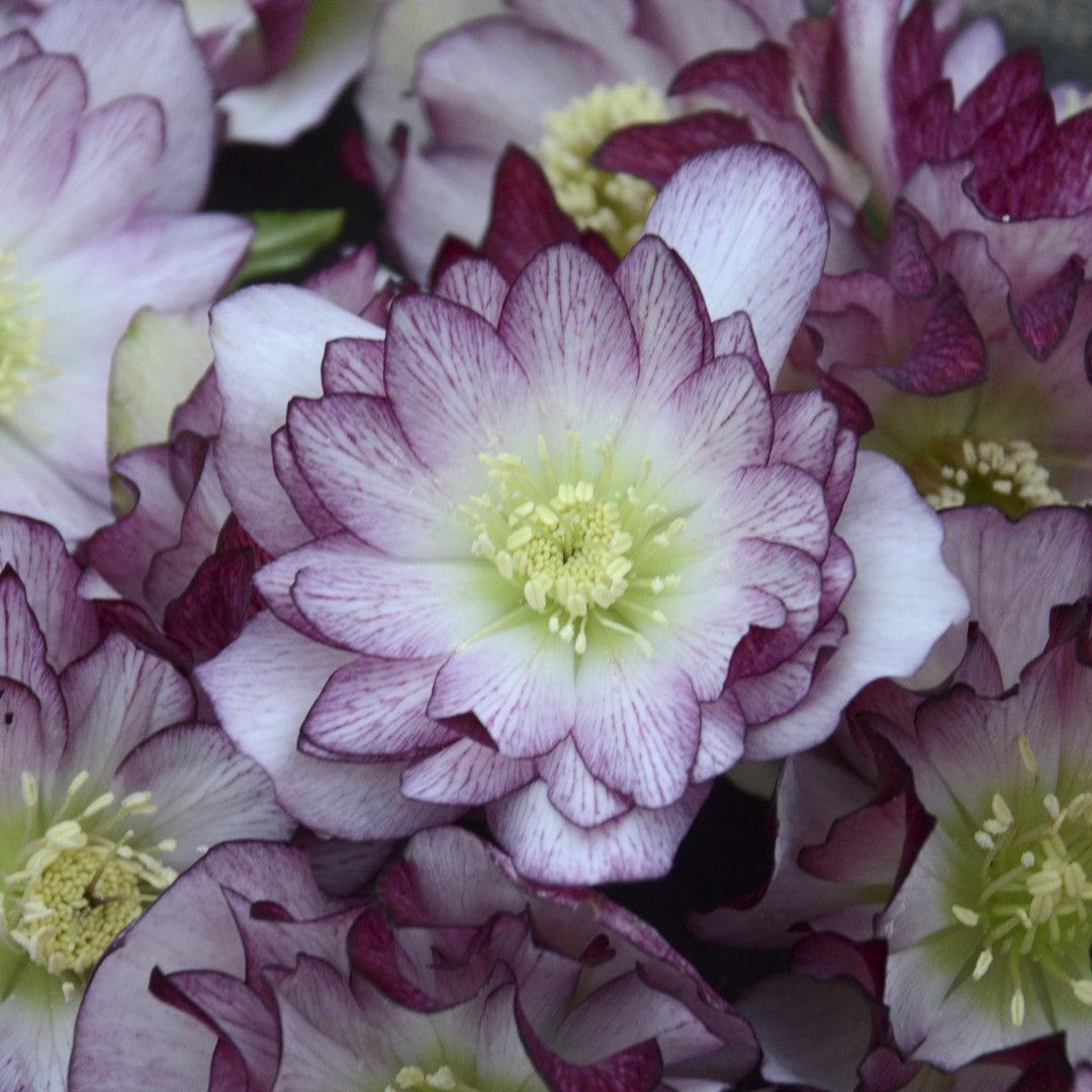 Helleborus 'Blushing Bridesmaid' ~ Wedding Party® Blushing Bridesmaid Lenten Rose-ServeScape